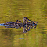 Water birds
